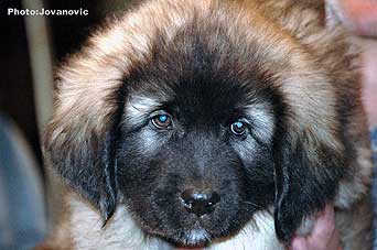 sarplaninac Gordan 9 weeks