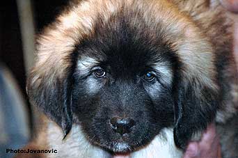 sarplaninac Gordan 9 weeks