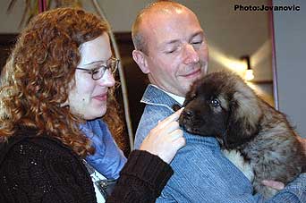 sarplaninac Gordan 9 weeks