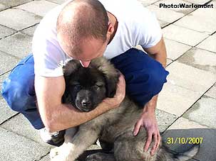 sarplaninac Gordan 2,5 months