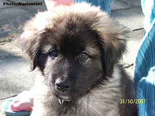 sarplaninac Gordan 2,5 months