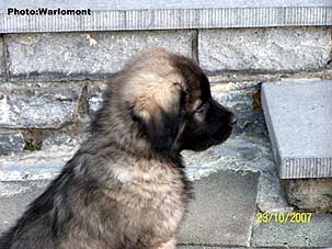 sarplaninac Gordan 2 months