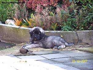 sarplaninac Gordan 2 months