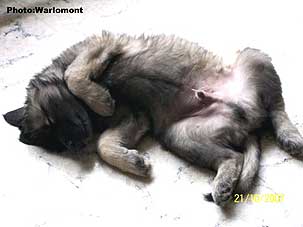 sarplaninac Gordan 2 months