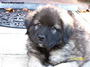 sarplaninac Gordan 2 months