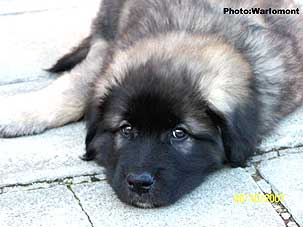 sarplaninac Gordan 2 months