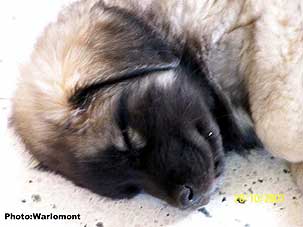 sarplaninac Gordan 2 months