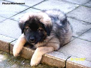 sarplaninac Gordan 2,5 months