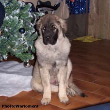 sarplaninac Gordan 4,5 months