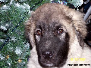sarplaninac Gordan 4,5 months