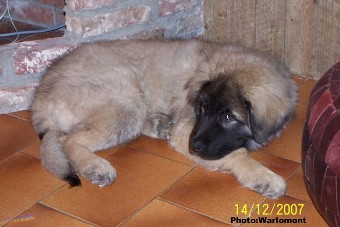 sarplaninac Gordan 4,5 months