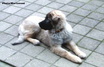 sarplaninac Gordan 4,5 months