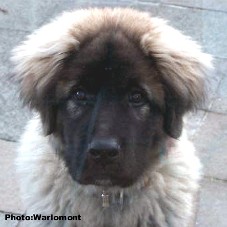 sarplaninac Gordan 4,5 months