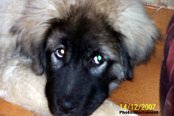 sarplaninac Gordan 4,5 months