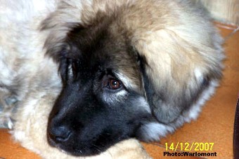 sarplaninac Gordan 4,5 months