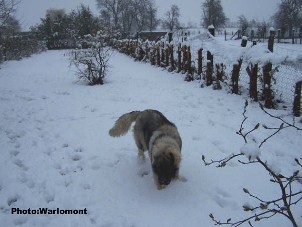sarplaninac Gordan 7,5 months