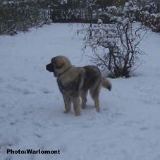 sarplaninac Gordan 7,5 months