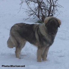 sarplaninac Gordan 7,5 months