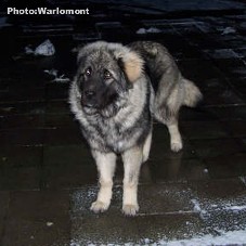 sarplaninac Gordan 7,5 months