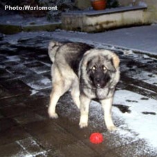 sarplaninac Gordan 7,5 months