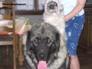 sarplaninac Gordan 9 months