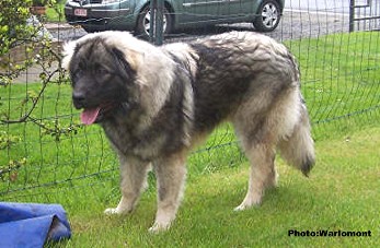 sarplaninac Gordan 9 months