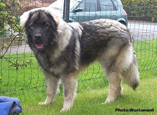 sarplaninac Gordan 9 months