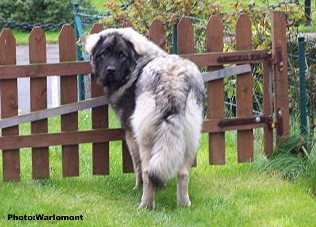 sarplaninac Gordan 9 months