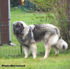sarplaninac Gordan 9 months