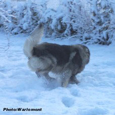 sarplaninac Gordan 17 months