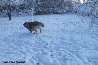 sarplaninac Gordan 17 months