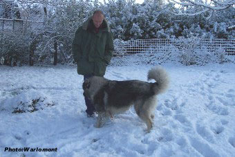 sarplaninac Gordan 17 months