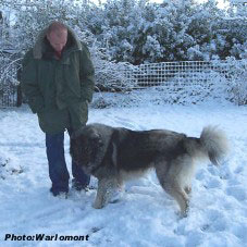 sarplaninac Gordan 17 months