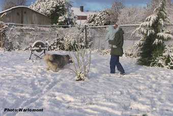 sarplaninac Gordan 17 months