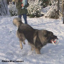 sarplaninac Gordan 17 months