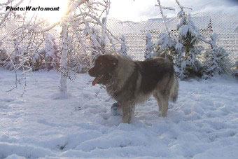sarplaninac Gordan 17 months
