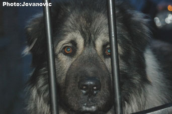 sarplaninac Gordan 2,5 years