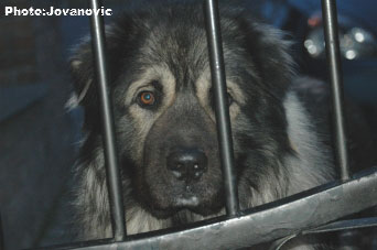 sarplaninac Gordan 2,5 years