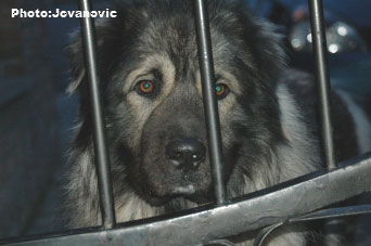 sarplaninac Gordan 2,5 years