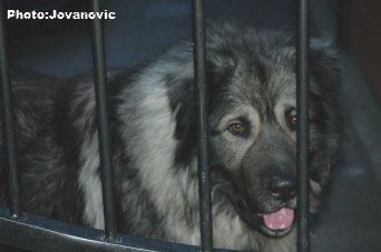 sarplaninac Gordan 2,5 years