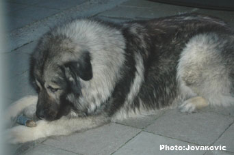 sarplaninac Gordan 2,5 years