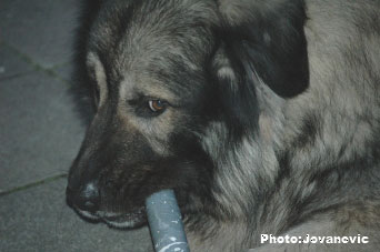 sarplaninac Gordan 2,5 years
