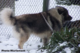 sarplaninac Gordan 2,5 years
