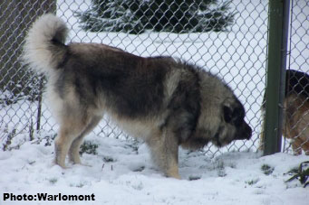 sarplaninac Gordan 2,5 years