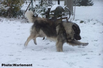 sarplaninac Gordan 2,5 years