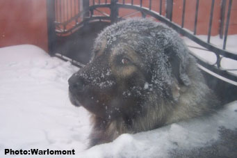 sarplaninac Gordan 2,5 years