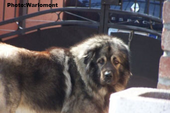 sarplaninac Gordan 2,5 years