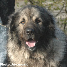 sarplaninac Gordan 2,5 years