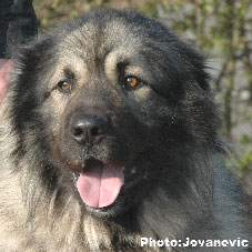sarplaninac Gordan 2,5 years