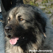 sarplaninac Gordan 2,5 years